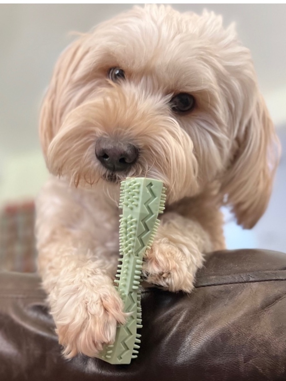 CHECK OUT ALL MY PET APPROVED TOYS, FEEDERS, TRAINING BUNDLES AND MORE 🐶🐱 - Picture 3 of 13